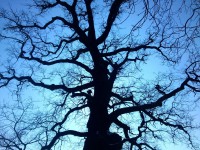 /album/fotogalerie/dsc-2403-dubovy-satelitni-snimek-ledovcu-jpg/